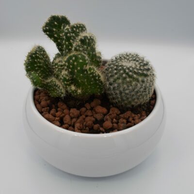 Σύνθεση σε άσπρο κασπώ