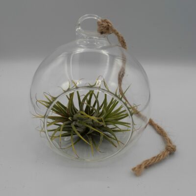 Γυάλα Κρεμαστή Αερόφυτο 10cm