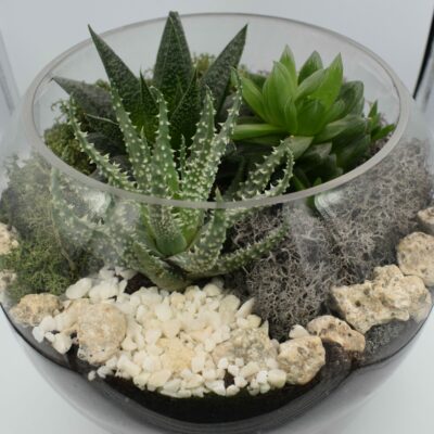 Σύνθεση Παχύφυτα 25cm