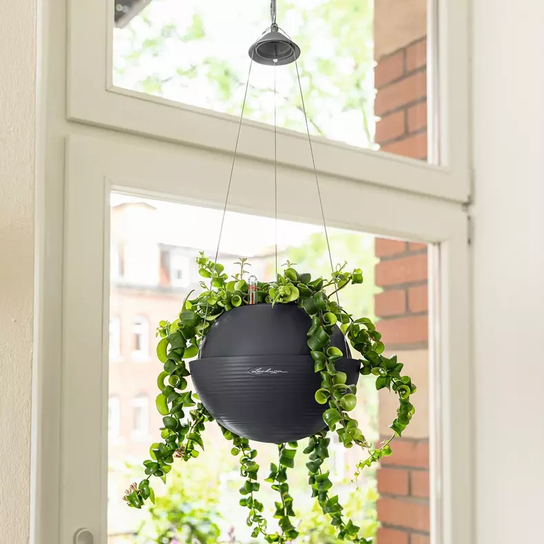 Lechuza Bola 32 Sand Brown - Image 7