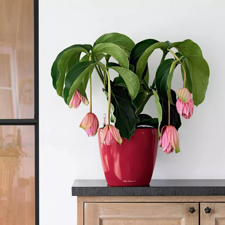 Lechuza Classico Premium LS 21 Silver Metallic - Image 5