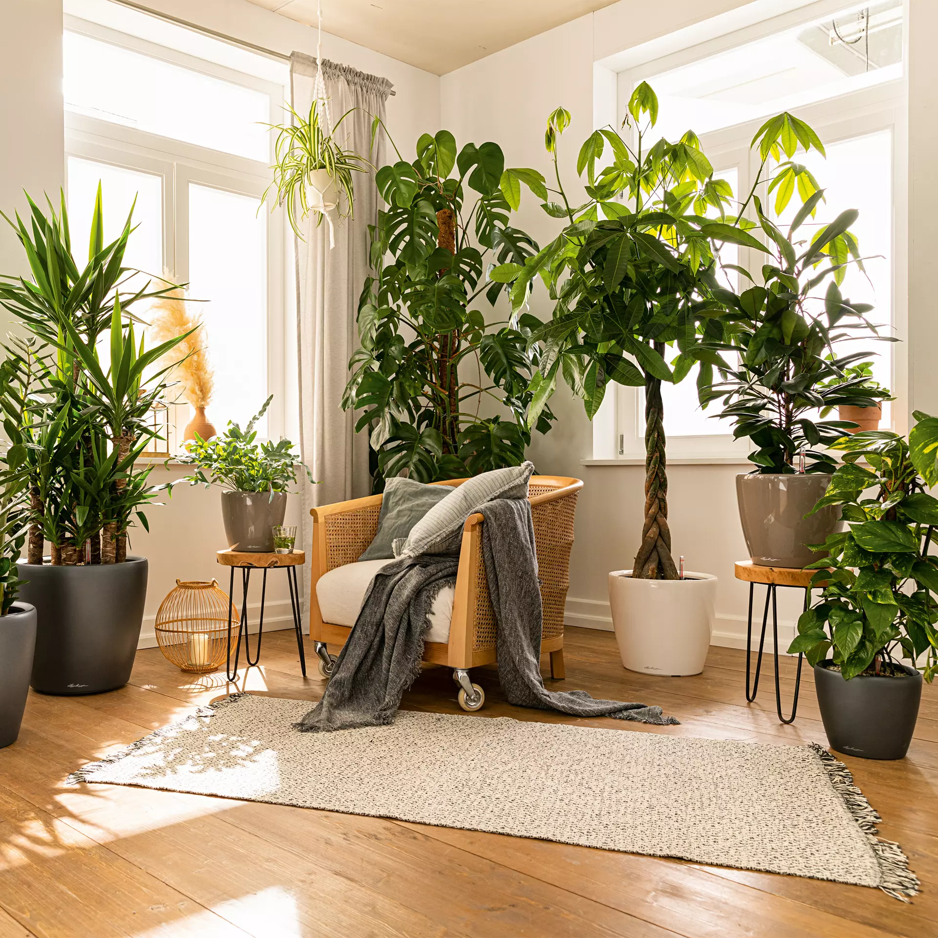 Lechuza Classico LS 35 Scarlet Red High-Gloss - Image 6