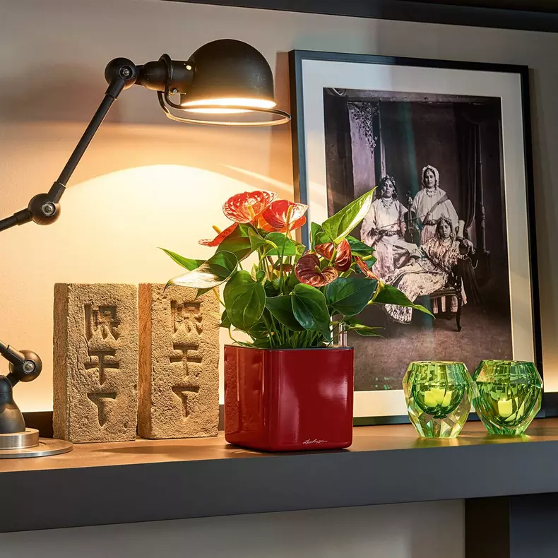 Lechuza Cube Glossy 14 White High-Gloss - Image 6