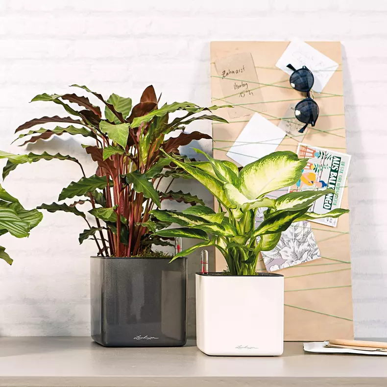 Lechuza Cube Glossy 14 Charcoal Metallic - Image 5