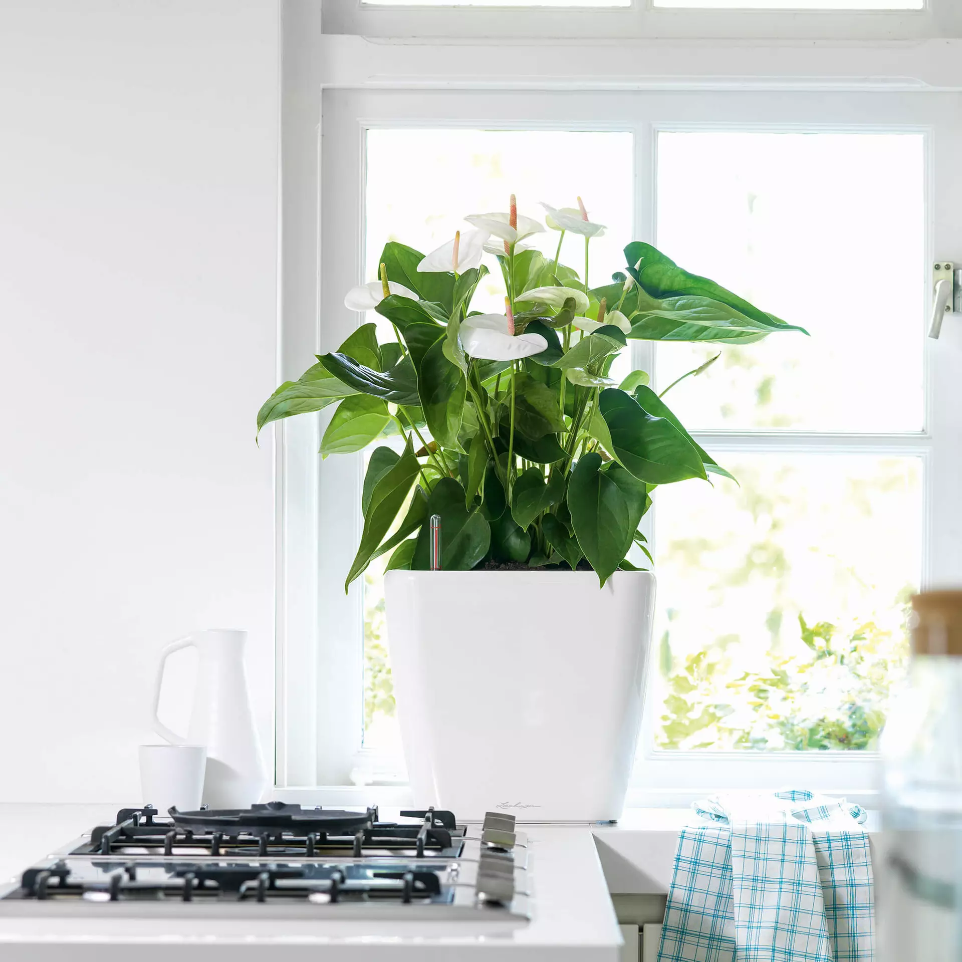 Lechuza Quadro LS 35 Black High-Gloss - Image 5