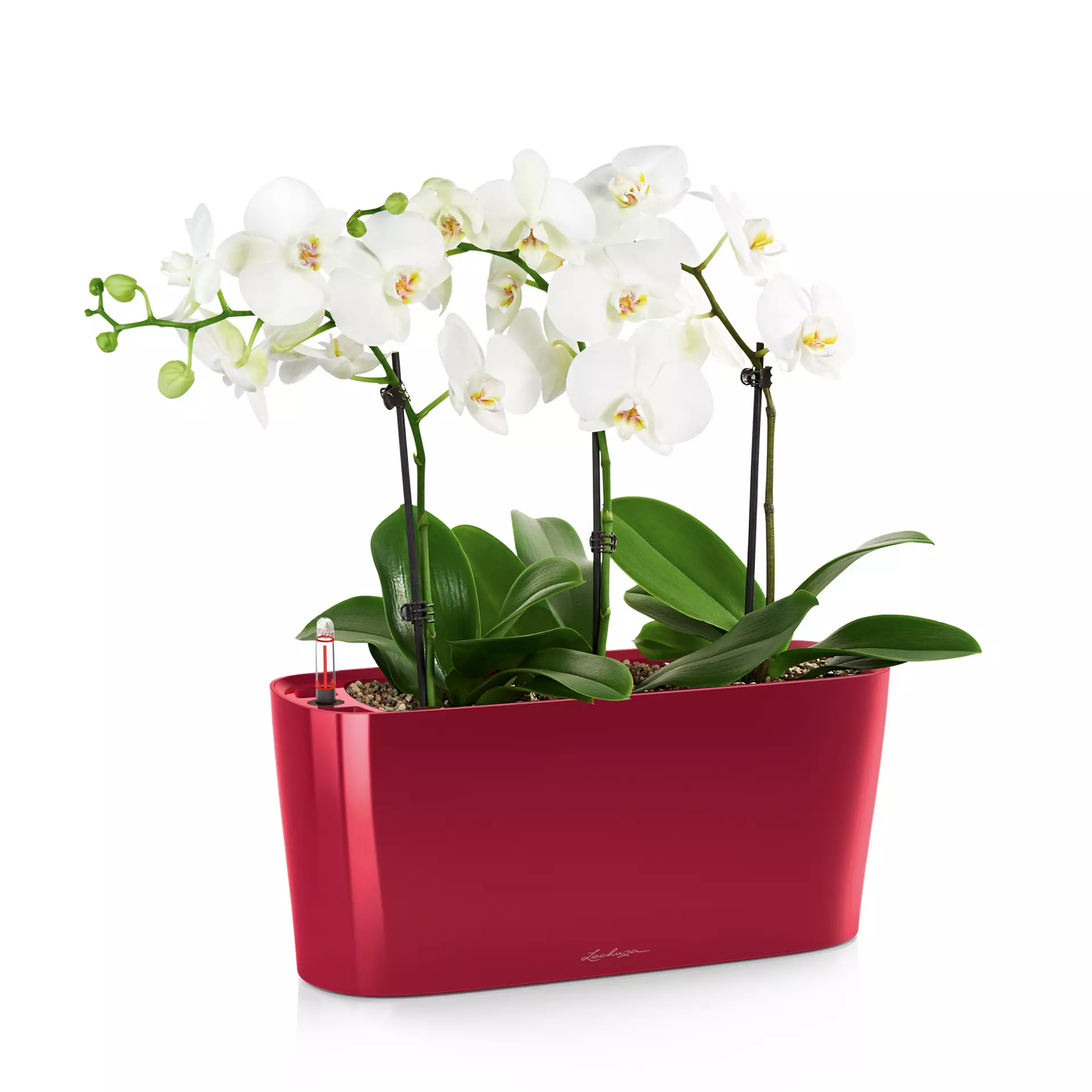 Lechuza Delta 10 Scarlet Red High-Gloss - Image 2