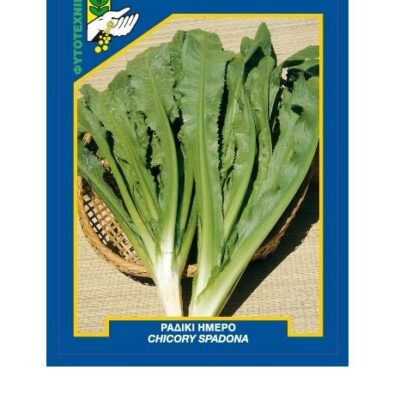 Ραδίκι ήμερο