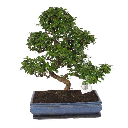 bonsai